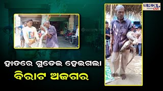 ହାତରେ ଗୁଡେଇ ହେଇଗଲା ବିରାଟ ଅଜଗର | Odia News Live Updates | Latest Odia News | Samayalive