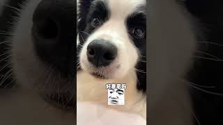 见见：快给我拿走#边牧 #pets #萌宠 #宠物生活 #搞笑 #funny #shorts