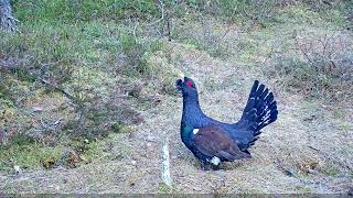 Capercaillie Tetrao urogallus male display 2022 05 02 Estonia