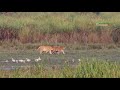 Golden Royal Bengal Tiger in Kaziranga National Park | Wildlife Safari in India