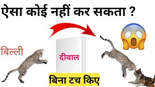 ऐसा कोई नहीं कर सकता ?😨| Billi Karti Meow Meow | Ek Biladi Jadi | #short #shortvideo #animals #cat