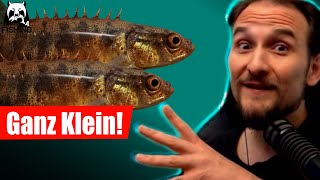 Russian Fishing 4 - Jama - Ganz Kleine Fische