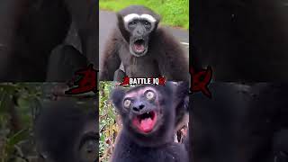 Agile Gibbon vs Indri Lemur #shorts