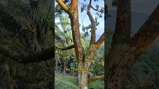 医治了3年还是不健康的树怎么办呢？ #榴莲种植 #natural #duriantree #mydurian#猫山王榴莲 #榴莲 #黑刺榴莲 #热带雨林 #水果之王 #马来西亚榴莲