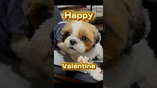 Happy Valentine #dog #シーズー #shihtzu #犬のいる暮らし