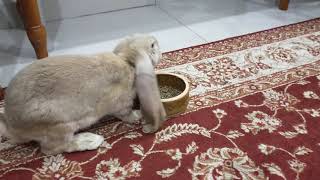 English Lop