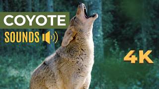What Does a Coyote Sound Like? (Real Coyote Howls, Yips & Growls)