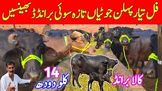 Taza Sui Bhainsain | Tayyar PEHLAN Jhotian | Black HD KALA BRAND | Riaz Cattle Farm Sheikhupura