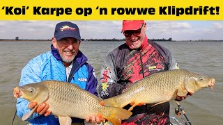 'Koi' Karpe op 'n rowwe Klipdrift!