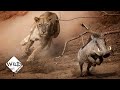 Tough Warthog Takes on Lion | Wild to Know