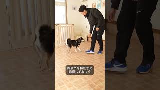 とても簡単☺️まわれの練習方法！！ #犬しつけ #トイプードル #愛犬 #ドッグトレーナー #ドッグトレーニング #犬のいる生活 #しつけ