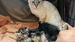 【母猫と子猫】4月18日に5匹の赤ちゃんを出産したお母さん猫の様子  保護猫 赤ちゃん猫