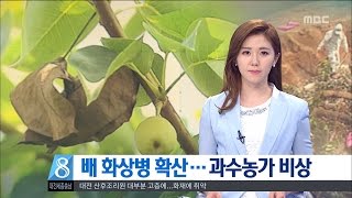 [대전MBC뉴스]배 화상병 확산..과수농가 비상