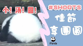 熊貓餡的湯圓祝大家元宵節快樂！ | iPanda熊貓頻道 #Shorts