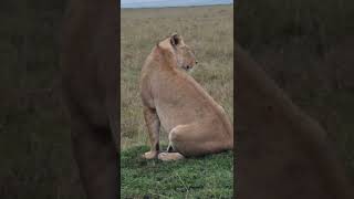 Maasai Mara Sightings Today 21/01/22 (Lions, Cheetah, Hyena, etc) | Zebra Plains | #Wildlife