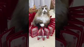 宝宝圆又胖 日子一定旺 猫咪的迷惑行为 情绪稳定的猫咪 招财猫