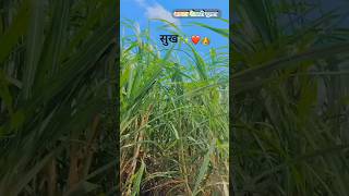 मित्रांनो आपल सुख म्हणजे शेती ✌️🔥💯 #trending #agrikut #agriculturalsystem#रॉयल_शेतकरी #farmingmethod