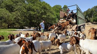 Brilliant Ideas For Successful Free-range Farming -Buying a Hybrid Goat & Elevated Barn Construction