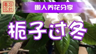 小盆栀子花过冬不再头疼 - 分享一个成功经验 - 非常适合懒人