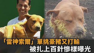 「雷神索爾」單挑豪豬又打輸！被扎上百針慘樣曝光　飼主嘆：沒錢看醫生－民視新聞