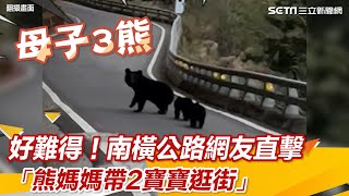 好難得！南橫公路網友直擊「熊媽媽帶2寶寶逛街」網友直呼卡哇伊│政常發揮