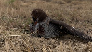 reality of hawk eagle hunting bird for food in living #foryou #eagle #like #nature #food #live