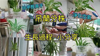 吊蘭分株 生長過程全紀錄