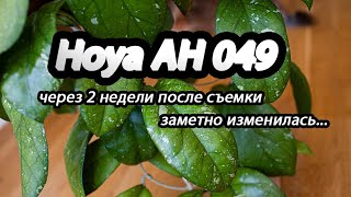 Hoya AH 049 через две недели после съемки заметно изменилась!