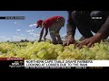 Table grape farmers in the Northern Cape looking at losses due to heavy rains