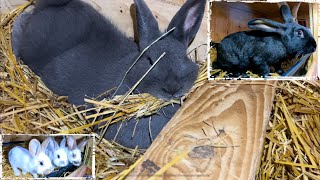 Blaue Wiener Kaninchen Mutti fängt an Nest zu bauen