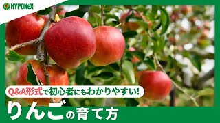 ☘292 ：【Q\u0026A】りんごの育て方｜おいしい果実を育てるコツや収穫方法は？水やりや肥料など、日々の管理もご紹介