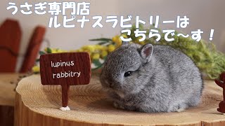 うさぎの赤ちゃんが可愛すぎる💘～Lupinus～