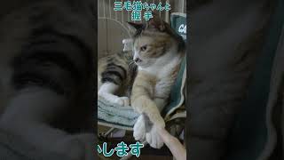 三毛猫ちゃんと握手 #元保護猫 #cat #うちのねこ