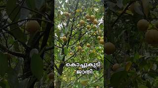 kochukudy Nutmeg കൊച്ചുകുടി ജാതി #nutmeg #agriculture #youtubeshorts #shorts