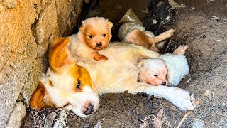 LTT Animal || Urgent Rescue: Weak Mom Dog \u0026 Puppies Find New Hope, From Crevice to Recovery