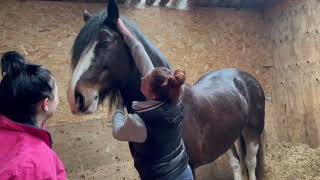 CnG Equine Lucy FULL video including voice over