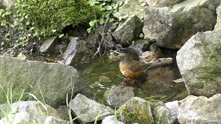 丹沢水沢林道のアカハラ（雄）の水浴び　その２（4K動画）