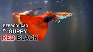 REPRODUÇÃO DO GUPPY RED BLACK Canal Saalada