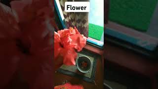 Humare  garden ke phool......!!!!!#radhikakadianvlogs #minivlog #radhikavlogs @kamshelly @Aqs494