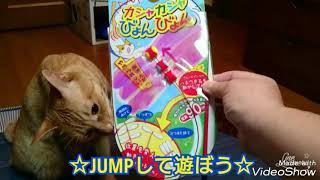 むぎっちゅ☆カシャカシャびょんびょん♡JUMPする猫♡凄いよw