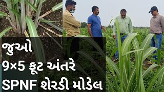 SPNF  દેદરડાના યુવાખેડૂતે 9×5 ફૂટ અંતરે બનાવ્યું  શેરડીનું મોડેલ