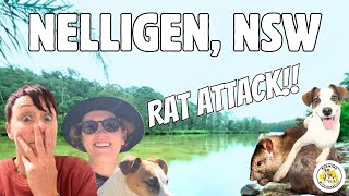 Exploring Nelligen, NSW | Hidden Gem on the South Coast for Van Life & Travel Lovers