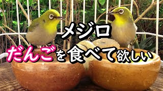 メジロ団子を作りました 食べて欲しい!  手造り野鳥園 I made a bird cake for the health of wild birds.