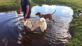 Teaching an Akita to swim