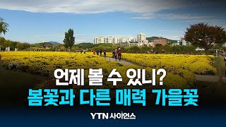 봄꽃과 다른 매력 가을꽃, 언제 볼 수 있나? / 과학뉴스 | 23.10.10