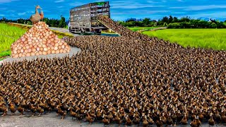 ডিম উৎপাদনে সেরা ৬ টি হাঁসের জাত। 6 best duck breeds for egg production.