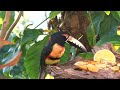 collared tucancillo collared aracari halsbandarassari pteroglossus torquatus in the feeder.