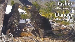 #378🦅Captiva Eagle Nest／Clive💗Connie／Dasher \u0026 Dancer ／Window To Wildlife／Captiva Eagle Cam