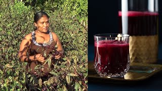 How To Make Sorrel Liqueur (From Field To Bottle)