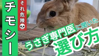 【うさぎ専門医に聞いた】チモシーの選び方